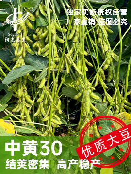 中黃30